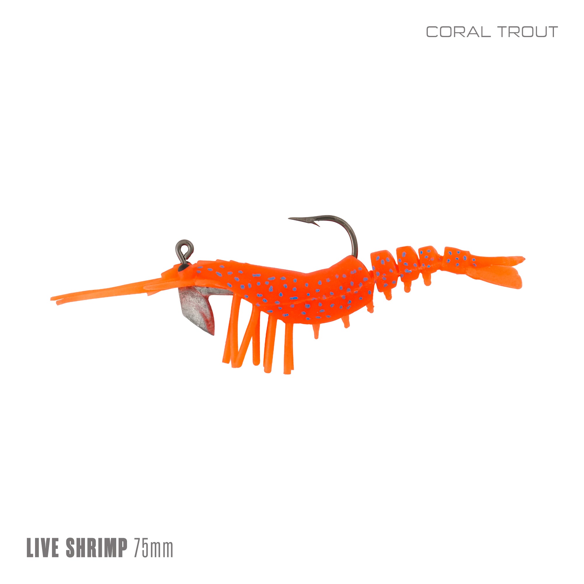 Live Shrimp 75mm
