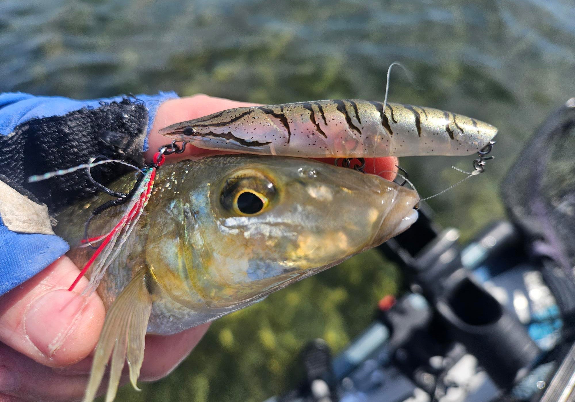 Estuary Surface Lure Fishing for Whiting