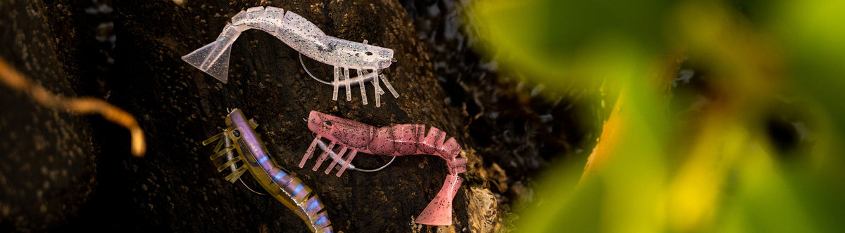 Live Shrimp